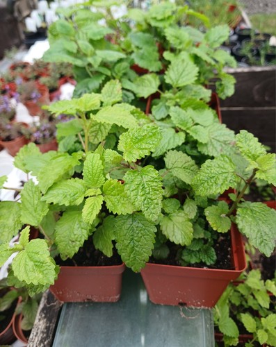 Lemon balm melissa - lemon, balm-melissa