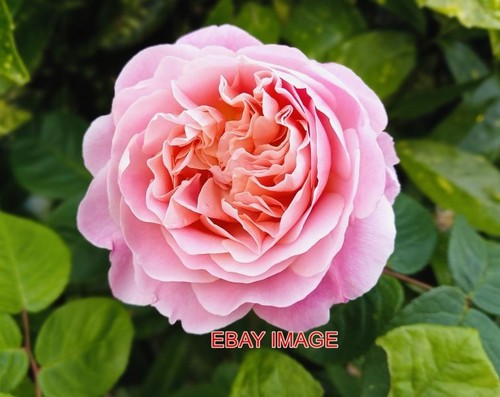Photo old garden rose - ,
