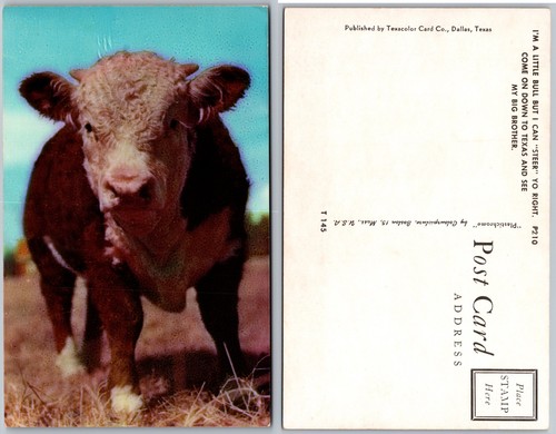 Hereford bull calf - hereford,