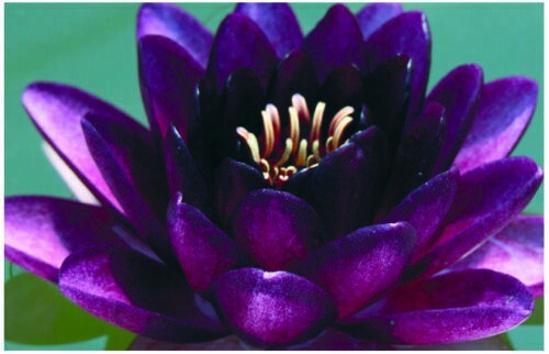 Almost black water - lily,