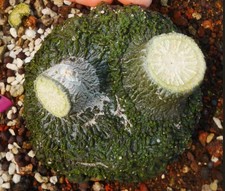 Rare Cacti Adenia stylosa WYSIWYG Maternal Plant Caudex Boutique Decor