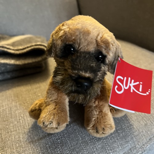 Suki border terrier - suki,