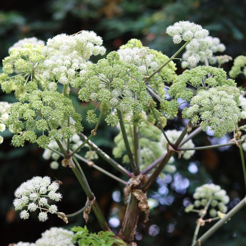 Angelica common plant - angelica,