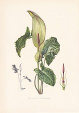 1960 WILD ARUM LILY Print -