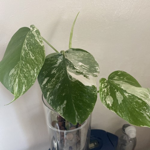 Monstera albo variegated plant - variegated,