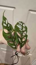 Monstera Obliqua Peru