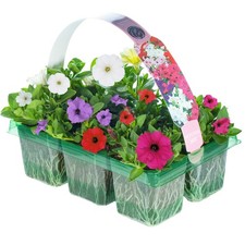 Petunia Mixed Variety Hanging