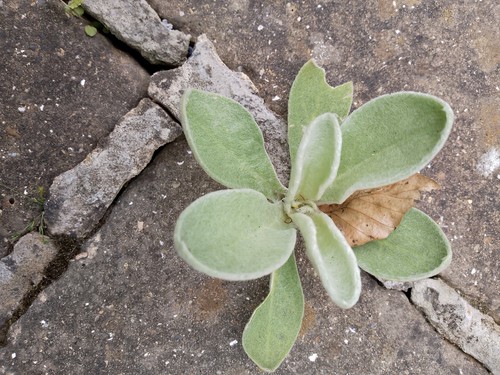 Lychnis coronaria rose campion - lychnis,