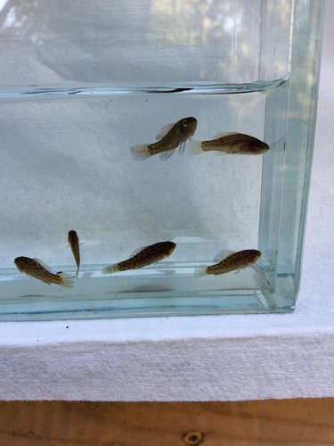 Evergladei pygmy sunfish - 6,