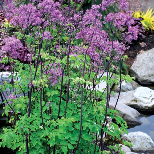 Thalictrum delavayi black - thalictrum,