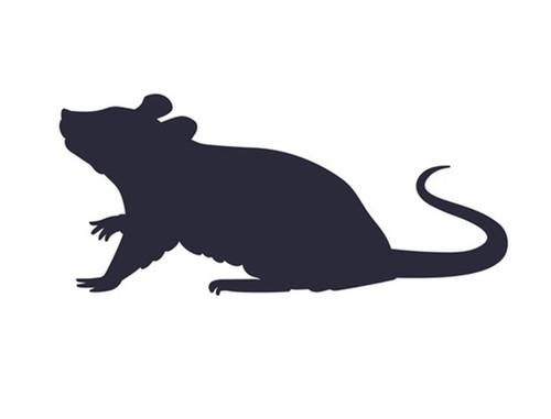 Pack frozen rats - 10-pack,