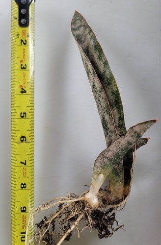 Live rooted dracaena - live, 9"