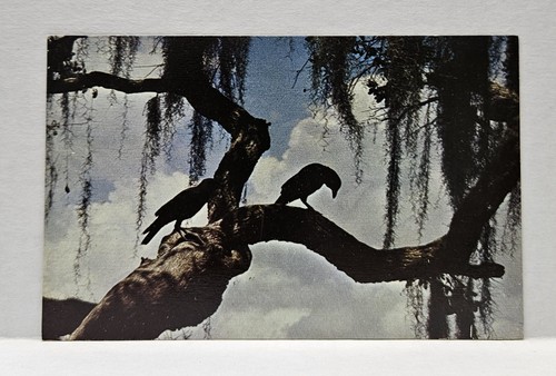 Bird crows inspect each - crows,