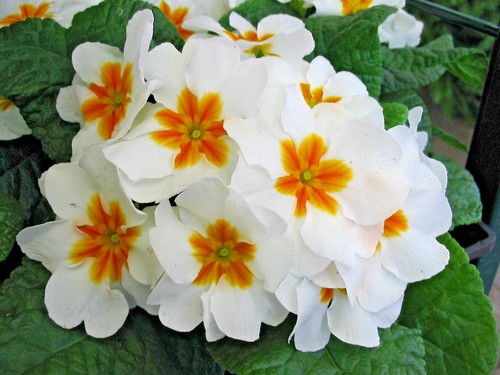 White primrose primula - primrose,,