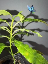 Hoya Lockii Rooted Indoor