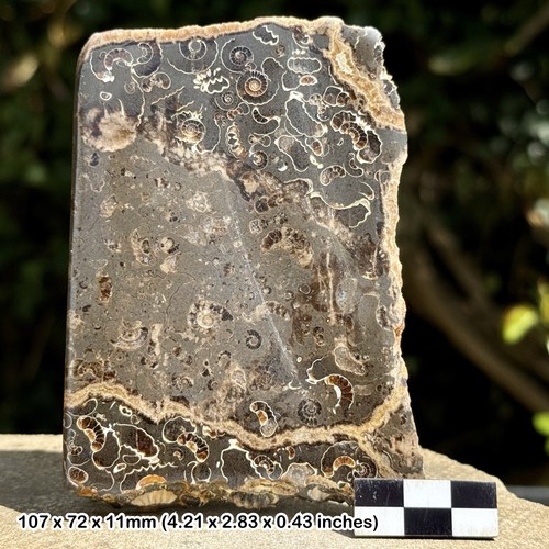 Promicroceras ammonite fossil - promicroceras,