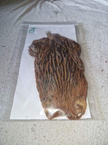 Hen cape fly tying - cape,fly,