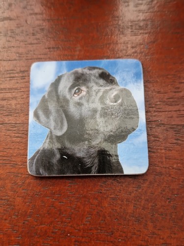 Black labrador magnet - labrador,