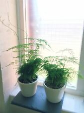 1 x ASPARAGUS FERN EVERGREEN INDOOR OFFICE HOUSE PLANT @ POT PERENNIAL BONSAI
