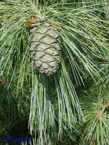 Chinese white pine seeds - chinese,