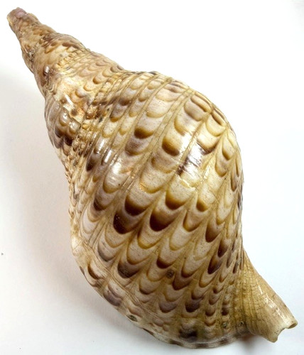 Triton trumpet shell large - triton's,