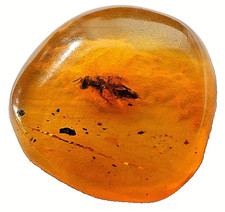 Genuine Baltic Amber With