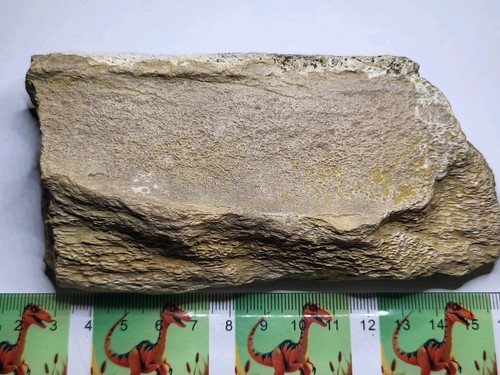Huge pelvic bone fossil - huge, fossil.