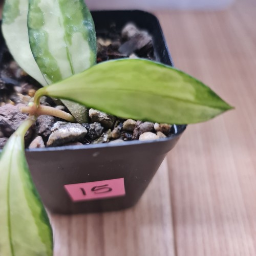 Rare hoya walliniana - rare,