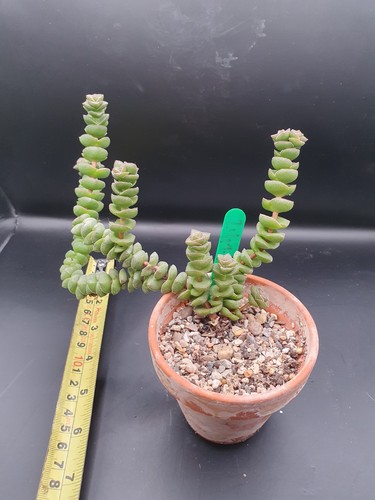 Crassula marnieriana