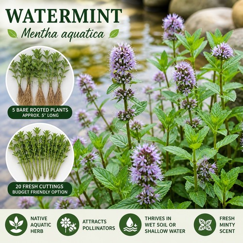 Water mint plants - water, |