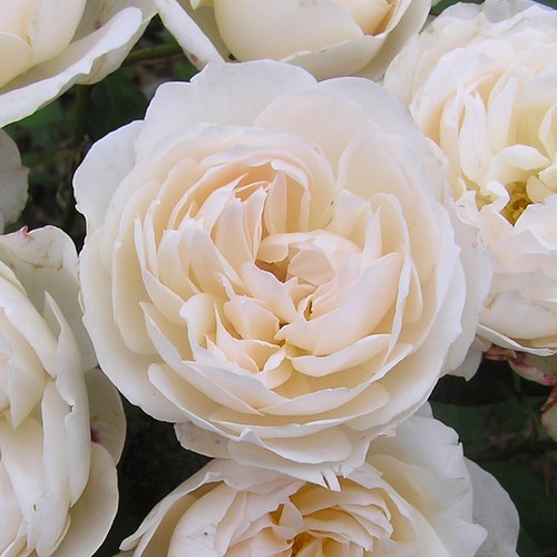 Rose guardian angel - rose, angel'
