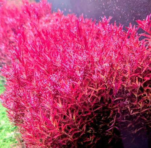 Rotala rotundifolia blood - 10,
