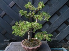 (39) BONSAI JAPANESE ITOIGAWA - GREAT SHAPE  LOTS OF NEW GROWTH - IMPORTED 2022