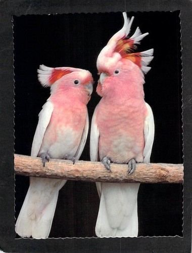B7765 australia birds - australia, major