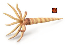 Orthoceras fossil prehistoric - orthoceras,