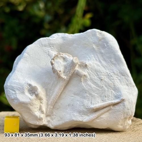 Rare cretaceous echinoid