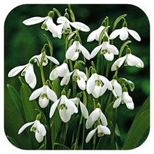 Snowdrops Galanthus' woronowii