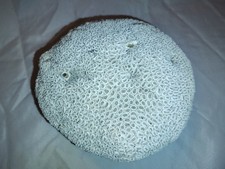 Large Vintage Natural White Brain Coral – 10.25 lbs 25” Diameter