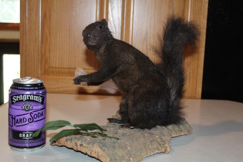 Taxidermy squirrel chipmunk - taxidermy,
