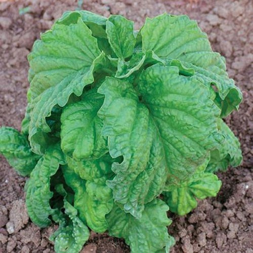 Basil lettuce leaf herb - leaf,