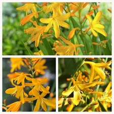 Crocosmia / Montbretia George