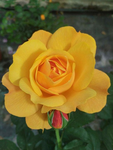 Pre order our james yellow - -,