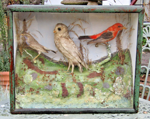 Antique victorian birds - victorian,