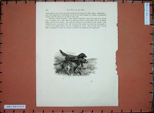 Hunting dogs animals country - hunting,