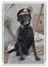 CURLY COATED RETRIEVER SHIPS