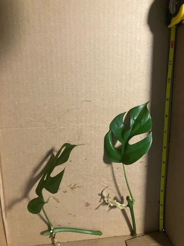 Mini monstera plants - mini,