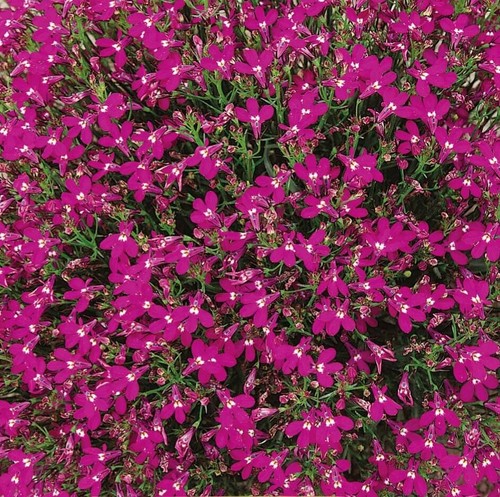 Lobelia pendula ruby - lobelia,