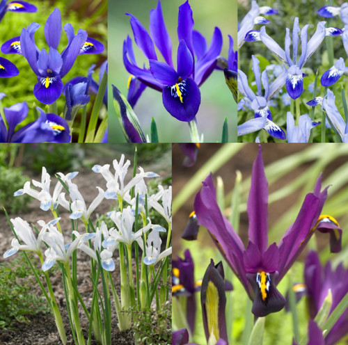Species dwarf iris bulbs - species, 10