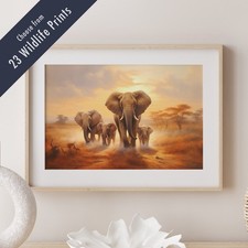 Wildlife Animal Scenes in the