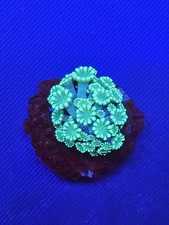  Goniopora Coral wysiwyg 